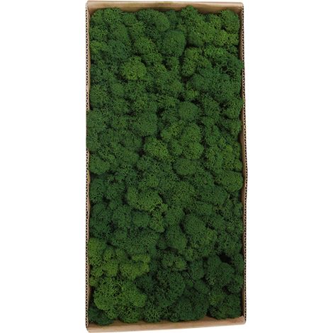 Musgo preservado como decoración de pared para arte de jardín [500 g 1.1 lb] Musgo decorativo real para microjardines (1/5)