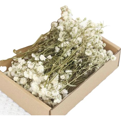 Gypsophila Trockenblumen, Lebendige Farben, Vielseitige Blumenarrangements, grün (1/2)