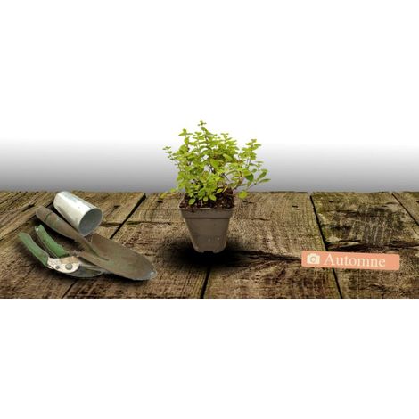 Sauge à petites feuilles Rêve® Rouge 'Fauresal02'/Godet (1/3)