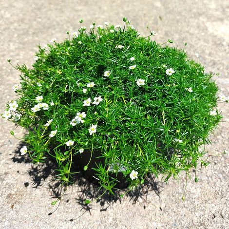 4 x Sagina subulata.  - Sagina subulata 'Lime Moss'  - godet 9x9 (1/4)