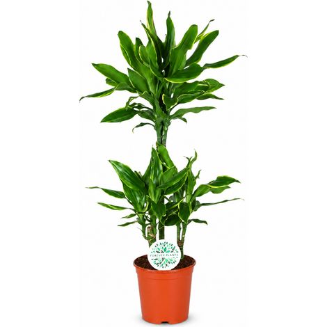 Gardenaria Dracaena fragrans 'Golden coast' - Pianta da interno ornamentale - Altezza: 110 cm (vaso 22)