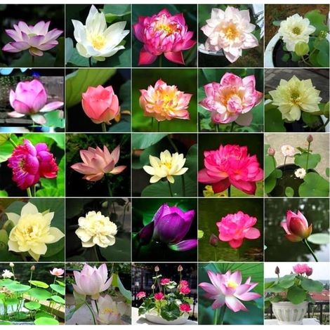 Graines de Nénuphar – 30 Graines – Mélange de Couleurs – Plante Aquatique – Idéal pour Bassin et Jardin d’Eau (1/5)