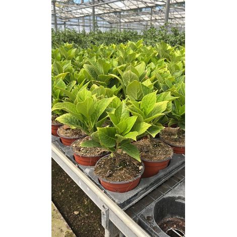 Hydrangea Macrophylla Leuchtfeuer - Ortensia - vaso 14 cm (1,5 L)