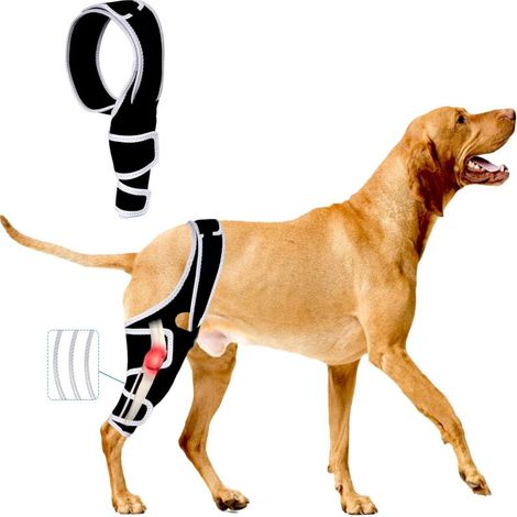 Attelle genou chien rupture LCA, soutien patte avant/arrière, soulage douleur et dysplasie (XL) (1/5)