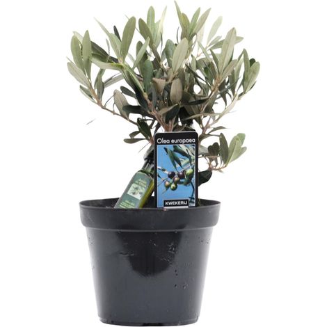 Olivier Olea Europaea avec Bouteille Décorative - Plante d'Intérieur - Ø13 cm - H25 cm - PANGIVO (1/4)