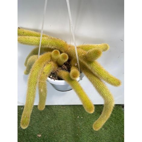 Hildewintera aureispina coda d'oro pianta grassa pendente foto reali vaso 14cm