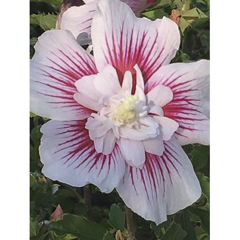 Mauve en arbre 'Starburst Chiffon' Pot de 3L/4L