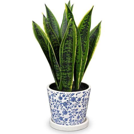 Kunstpflanze Sansevieria Keramiktopf Weiß 40.6cm Grün Blau (1/5)