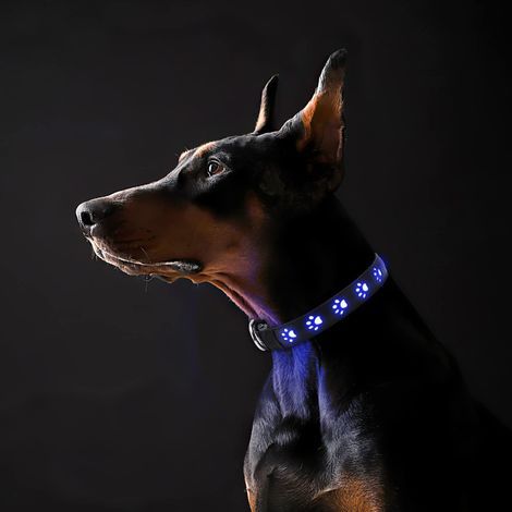 Collier de Chien LED Rechargeable, 3 Modes, Cuir et Nylon, Sécurité Réglable, Visibilité Haute, Pour Chiens Petits et Moyens (Bleu, M: 15,7" - 19,7") (1/5)