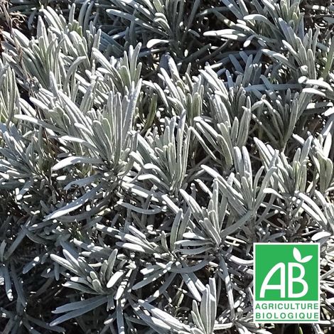 Lavande x intermedia Dutch lavander BIO/Godet