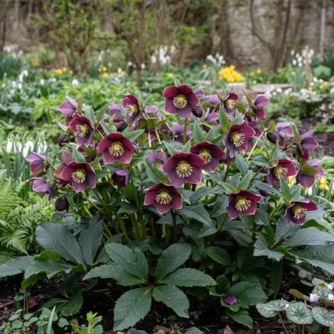 Hellébore orientale Aubergine/Godet - 5/20 cm