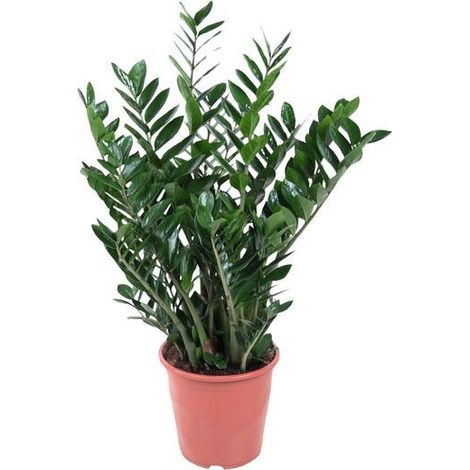 Zamioculcas Plante Verte d'Intérieur Décorative Hauteur 90 cm Pot Ø 21-24 cm - PANGIVO