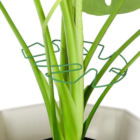 Lot de 6 tuteurs en fer pour Monstera, tuteurs stables pour plantes d'intérieur avec attaches en bambou en forme de carapace de tortue, accessoires uniques pour plantes grimpantes (1/5)