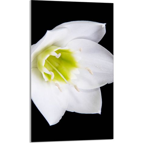 TABLA DE CORTAR DE VIDRIO 30x52 Orquídea (1/5)