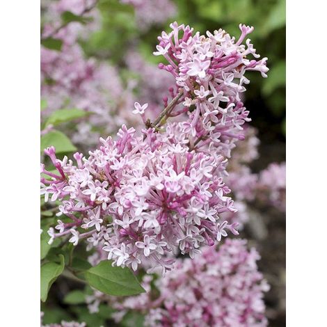 Lilas Bloomerang 'Bloomerang Pink Perfume' Pot de 2L/3L (1/4)