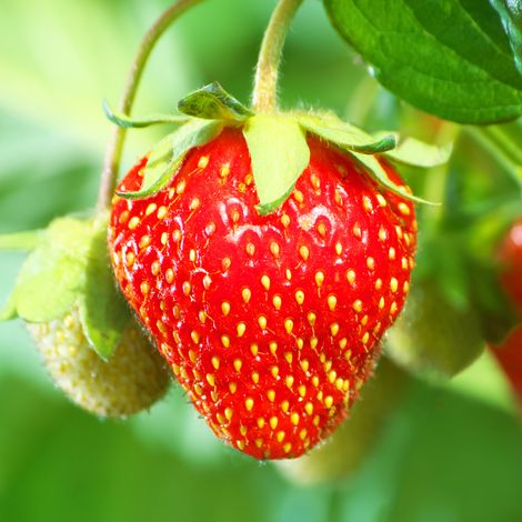 Plant fraisier mount everest pot 10.5 (1/3)