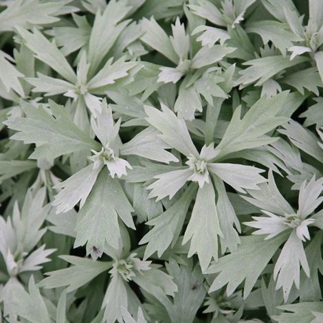 4 x Armoise  - Artemisia ludoviciana 'Valerie Finnis'  - godet