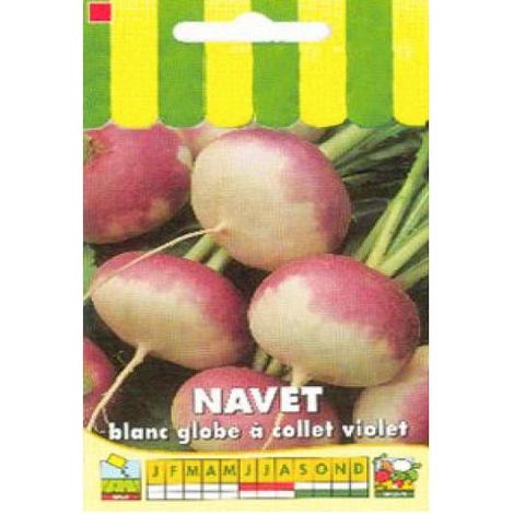 Navet 'Blanc globe à collet violet' le sachet de 2000 graines (5g) (1/2)