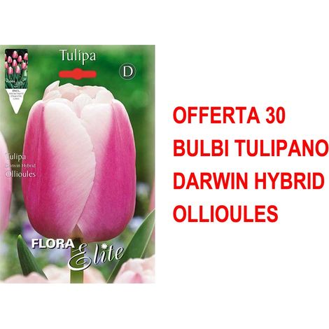 BULBI AUTUNNALI OFFERTA 30 BULBI TULIPANO DARWIN HYBRID OLLIOULES
