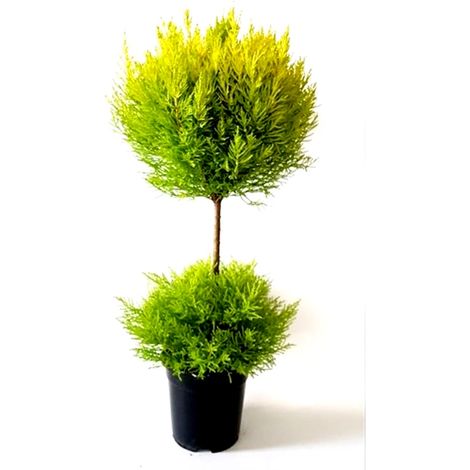 Planta Natural Cupresuss Macrocarpa en Copa Do Bolas. 80 - 90 Cm