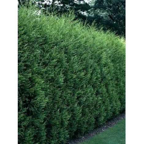 Cyprès de Leyland '2001' Pot de 4L/5L