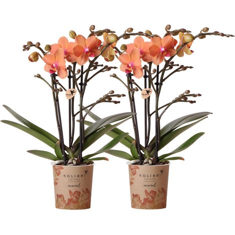 Lot de 2 Orchidées Phalaenopsis Orange - Plantes d'Intérieur Fleuries - Pot Ø 9 cm - PANGIVO (1/5)