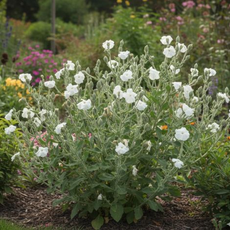 Coquelourde des jardins Blanche/Godet - 5/20 cm