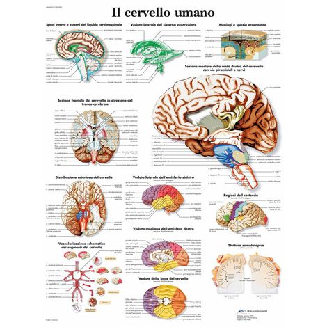 3B Scientific – Laminato Cervello Umano Poster – Poster di Anatomia Protetto da UV e Polvere per Studio, Insegnamento e Cliniche