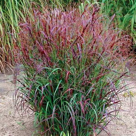 4 x Panic effilé  - Panicum virgatum 'Squaw'  - godet 9x9 cm