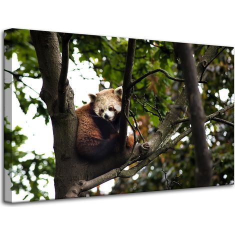 Stampa su tela "Animali: Panda rosso" 80x50 cm