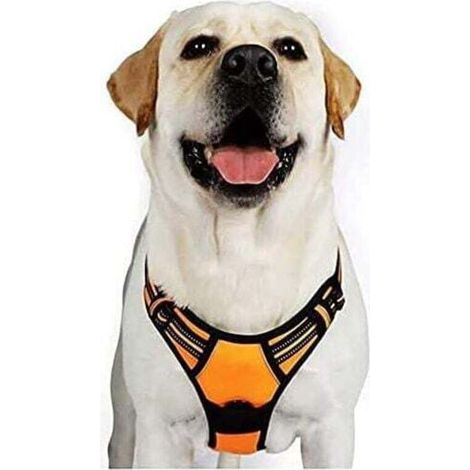 Harnais Chien XL Arnais Orange Anti Traction Réfléchissant Gilet Réglable pour Chien Grand Taille, Attache Devant Crochet de Laisse pour Trajet Voiture, American Staff, Border Collier-Ensoleillé