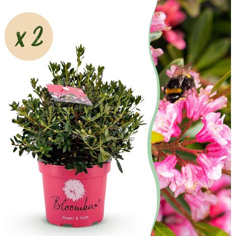 Lot de 2 Rhododendrons Magenta - Arbuste de Haie Persistant - Pot 23 cm - 45-55 cm - PANGIVO (1/5)