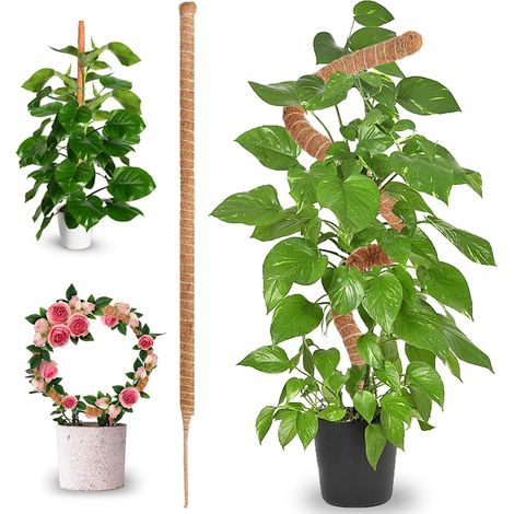 Tuteur Plante Pliable - Tuteur Plante Grimpante - Tuteur Monstera - 70 cm - en Fibre de Coco, Flexible, pour Plantes grimpantes d'intérieur - idéal pour Soutenir et Guider la Croissance des Plantes (1/5)