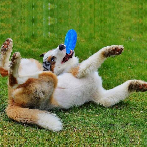 Jouet à mâcher interactif en latex, adapté aux chiens de taille moyenne à grande, avec un mécanisme sonore. (1/4)