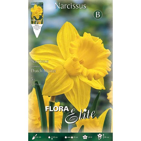 NARCISO TRUMPET DUTCH MASTER (CONFEZIONE DA 5 BULBI)