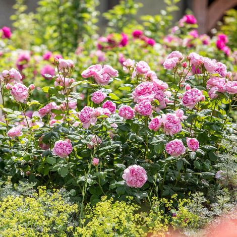 Gardenaria Rosa 'Ancient Mariner' - Rosa da giardino - Altezza: 40/50 cm (vaso20) (1/4)