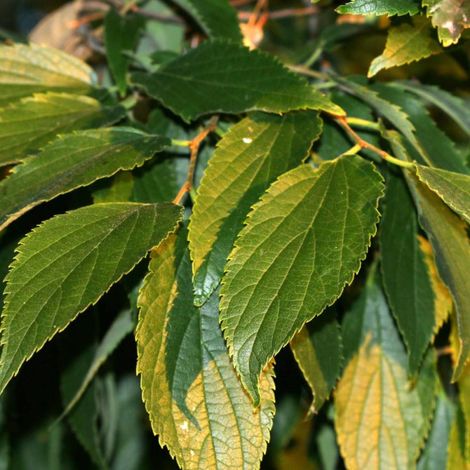 Micocoulier de Provence, Celtis/Pot de 15L - Baliveau (1/3)