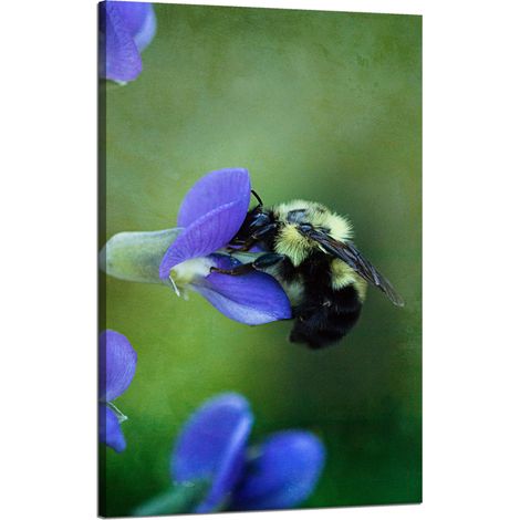 Leinwanddruck Botanik Biene Blume 50x80 cm