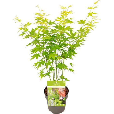 Acer palmatum Going Green érable du Japon plante extérieure pot 15 cm hauteur 30 cm - PANGIVO (1/4)
