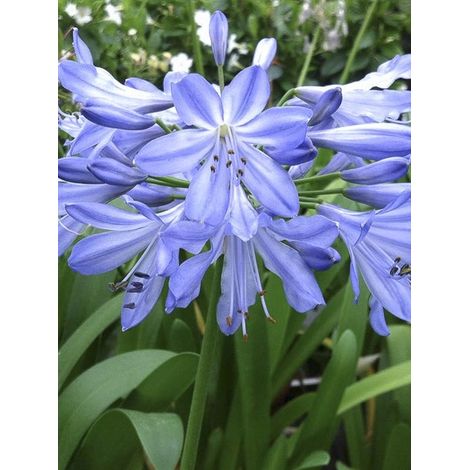 Agapanthe 'Blue Heaven' Godet de 8/9 cm