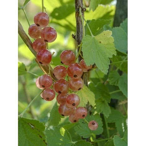 Groseillier 'Gloire des Sablons' Pot de 1L/1,5L, Buisson (1/3)