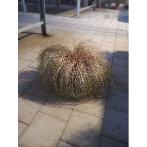 Carex v17