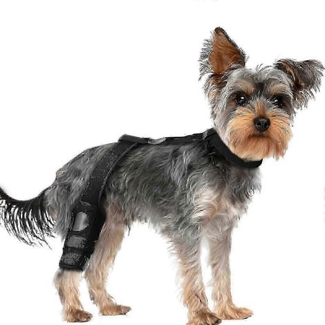 Knieorthese für Hunde, Hinterbeinstabilisator – Unterstützung des Kreuzbandes, Mobilitätshilfe (1/5)