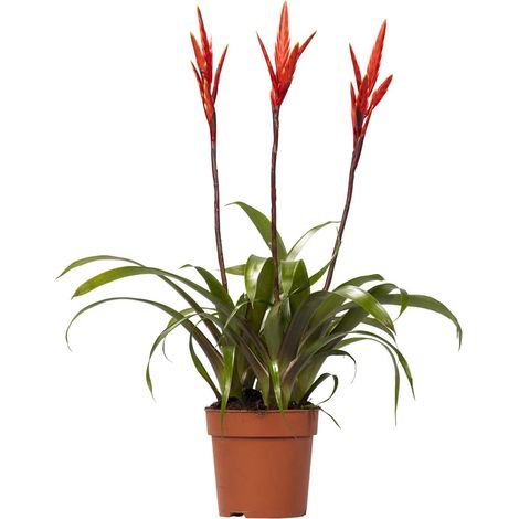 Plante d'Intérieur Vriesea Elan Toef Tropicale Décorative et Dépolluante - Ø 12 cm - 55 cm - PANGIVO (1/5)