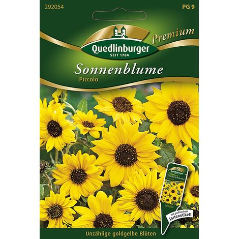 Quedlinburger Saatgut – Tournesol « Piccolo » – Graines de fleurs, fleurs simples jaune doré, hauteur env. 140 cm