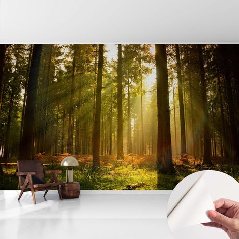Carta da parati autoadesiva - Fotomurale adesivo - design elegante - stile moderno - Mattina nel bosco 416x254 cm (1/5)