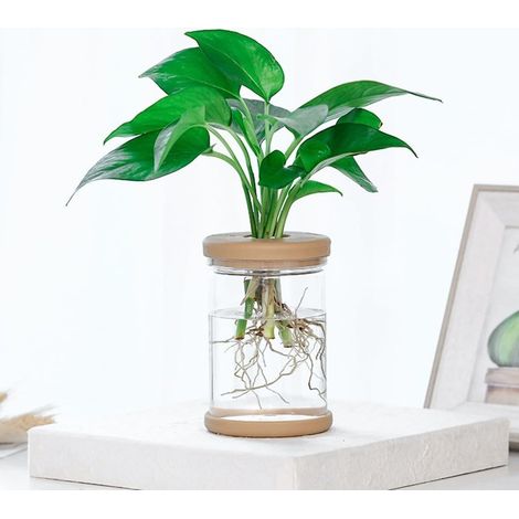 Lot de 2 pots fleurs transparents, à réserve d'eau, respirants, pour petites plantes (1/5)