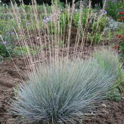 4 x Fétuque bleue - Festuca glauca  - godet 9x9 cm