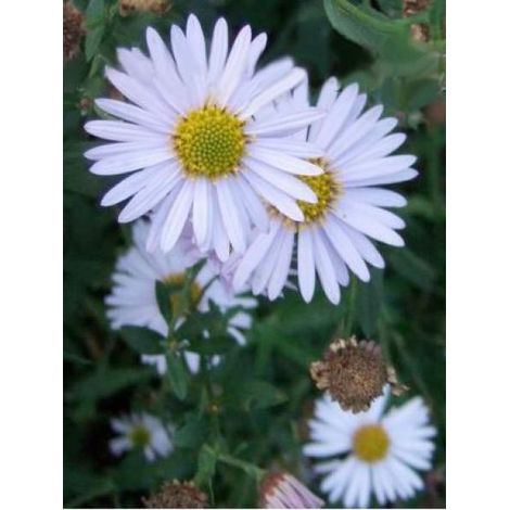 Kalimeris incisa 'Madiva' Godet de 8/9 cm
