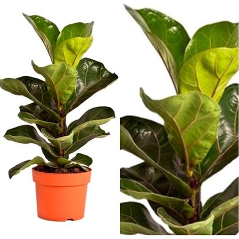 Planta Natural Ficus Lyrata Bambino en Maceta M21